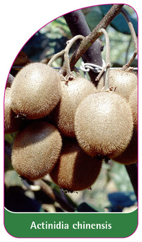Actinidia chinensis