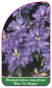 Rhododendron impeditum 'Blue Tit Magor'