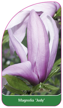 Magnolia 'Judy'
