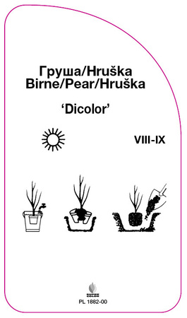 Hrušeň 'Dicolor'