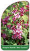 Weigela Hybride 'Abel Carriere'