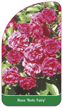 Rosa 'Rote Fairy'
