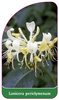 Lonicera periclymenum