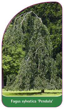 Fagus sylvatica 'Pendula'