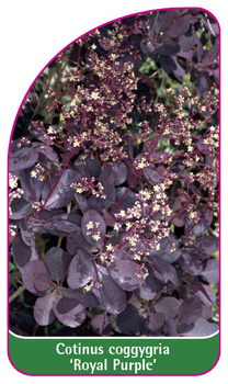 Cotinus coggygria 'Royal Purple'