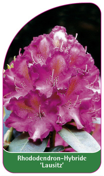 Rhododendron-Hybride 'Lausitz'