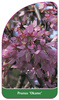 Prunus 'Okame'