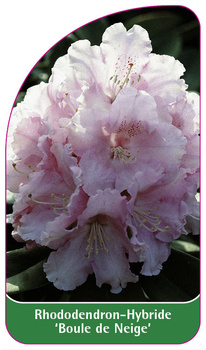 Rhododendron-Hybride 'Boule de Neige'