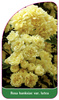 Rosa banksiae var. lutea