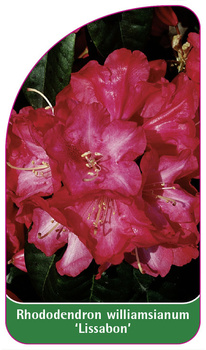 Rhododendron williamsianum 'Lissabon'