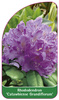 Rhododendron 'Catawbiense Grandiflorum'