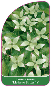 Cornus kousa 'Madame Butterfly'