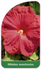 Hibiscus moscheutos