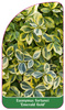 Euonymus fortunei 'Emerald Gold'