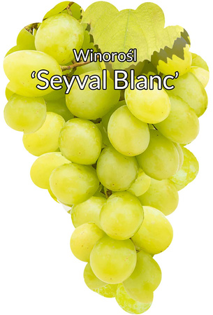 Winorośl Seyval Blanc