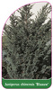 Juniperus chinensis 'Blaauw'