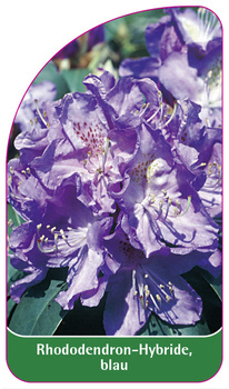 Rhododendron-Hybride, blau