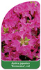 Azalea japonica 'Kermesina', putregai