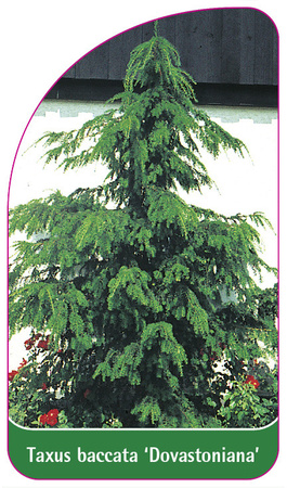 Taxus baccata 'Dovastoniana'