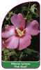 Hibiscus syriacus 'Pink Giant'