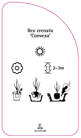 Ilex crenata 'Convexa'
