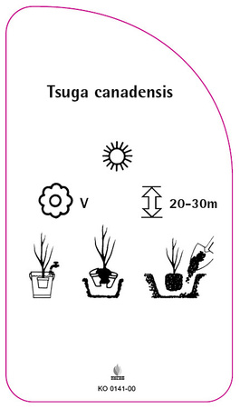 Tsuga canadensis