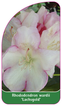 Rhododendron wardii 'Lachsgold'