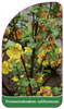 Fremontodendron californicum