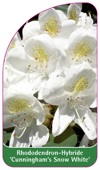 Rhododendron-Hybride 'Cunningham's Snow White'
