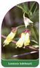 Lonicera ledebourii