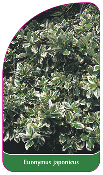Euonymus japonicus