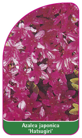Azalea japonica 'Hatsugiri'