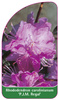 Rhododendron carolinianum 'P.J.M. Regal'
