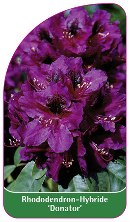 Rhododendron-Hybride 'Donator'