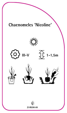 Chaneomeles 'Nicoline'