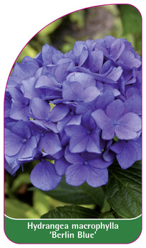 Hydrangea macrophylla 'Berlin Blue'