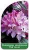 Rhododendron yakushimanum 'Pink Cherub'