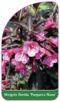Weigela florida 'Purpurea Nana'