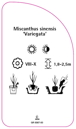 Miscanthus sinensis 'Variegata'