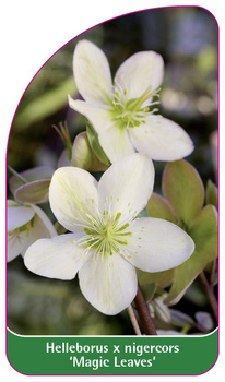Helleborus x nigercors 'Magic Leaves'