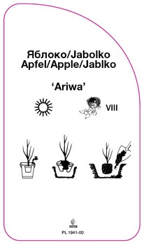 Jablon 'Ariwa'