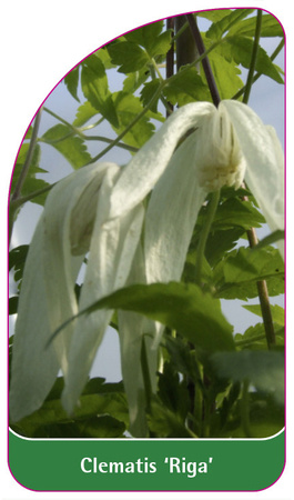 Clematis 'Riga'