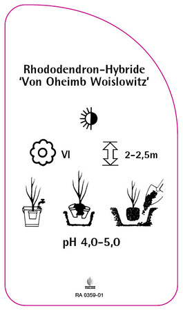Rhododendron-Hybride 'Von Oheimb Woislowitz'