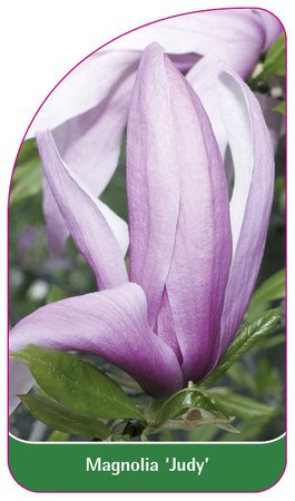 Magnolia 'Judy'