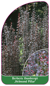 Berberis thunbergii 'Helmond Pillar'