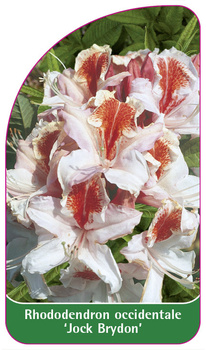 Rhododendron occidentale 'Jock Brydon'