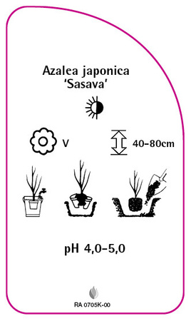 Azalea japonica 'Sasava'