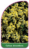 Cytisus decumbens