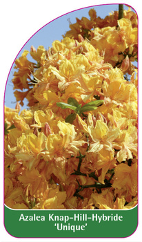 Azalea Knap-Hill-Hybride 'Unique''