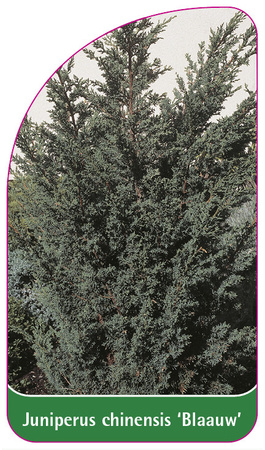 Juniperus chinensis 'Blaauw'